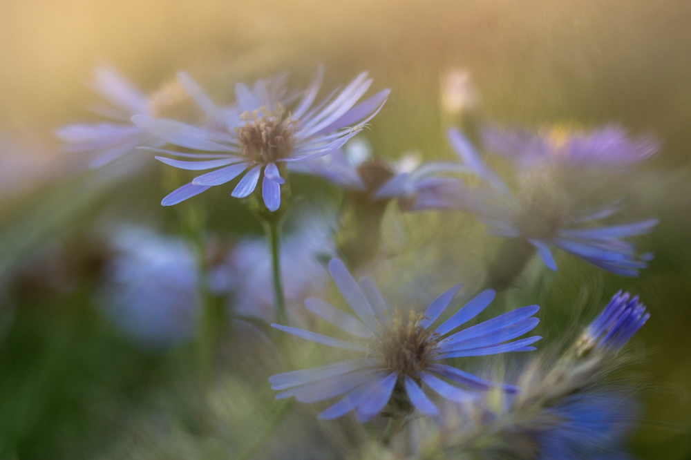 Dreamy (C) Christian Kantner